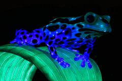 Promenade nocturne au jardin des plantes