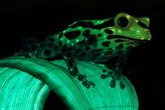 Promenade nocturne au jardin des plantes