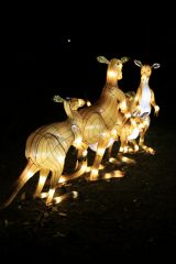 Promenade nocturne au jardin des plantes