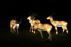 Promenade nocturne au jardin des plantes