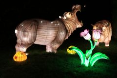 Promenade nocturne au jardin des plantes