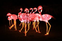 Promenade nocturne au jardin des plantes