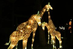 Promenade nocturne au jardin des plantes