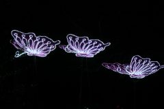 Promenade nocturne au jardin des plantes