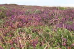 Pointe du Raz