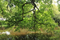 Bois d'Amour, Pont Aven