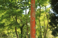 Chapelle de Perguet, Benodet
